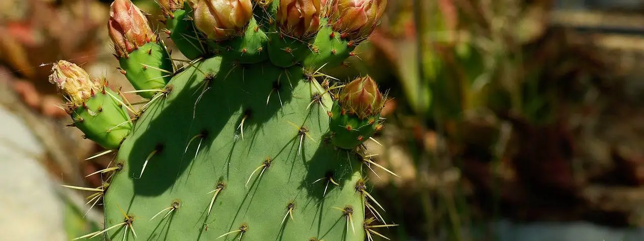 nopal aliment