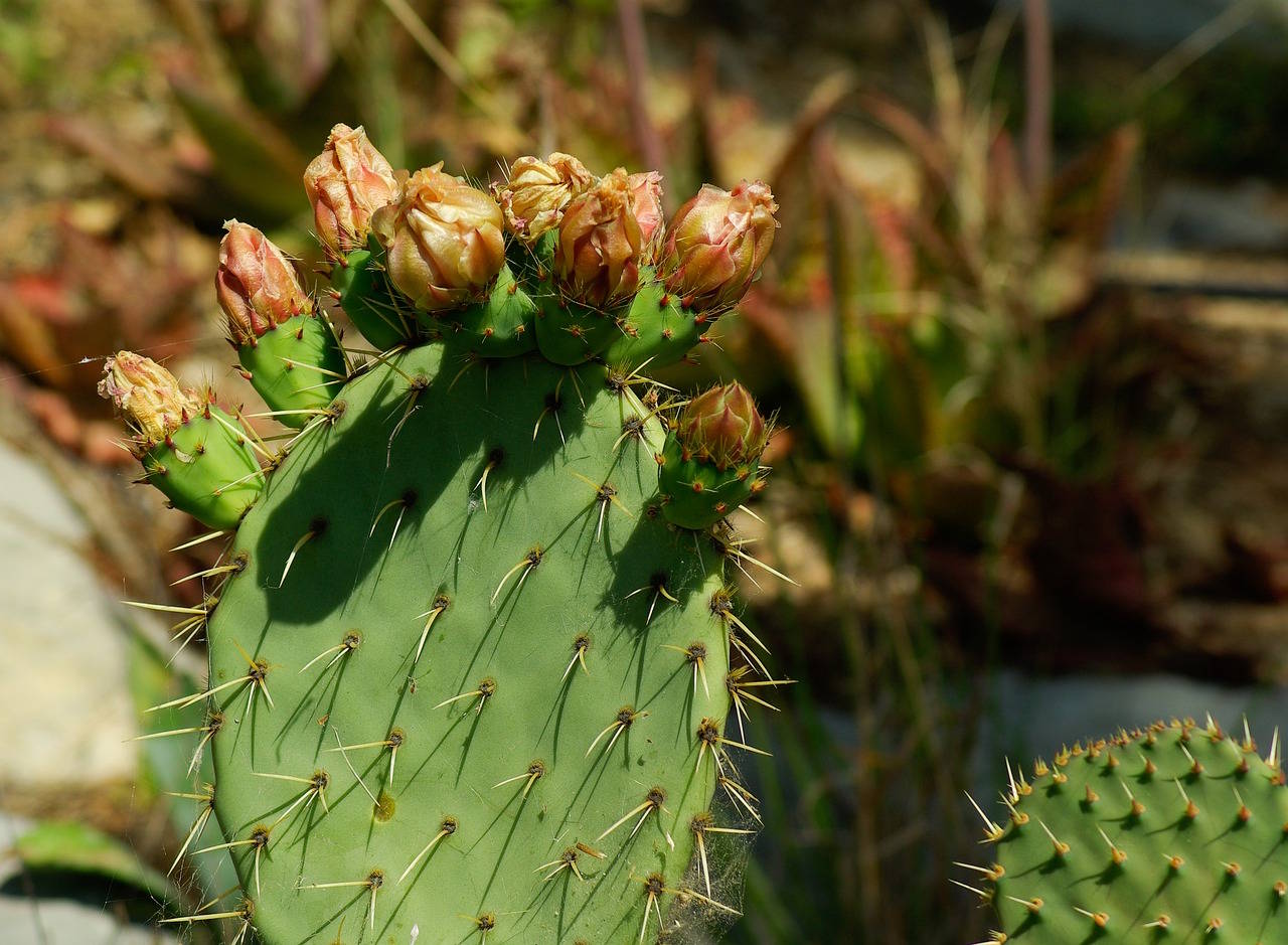 nopal aliment