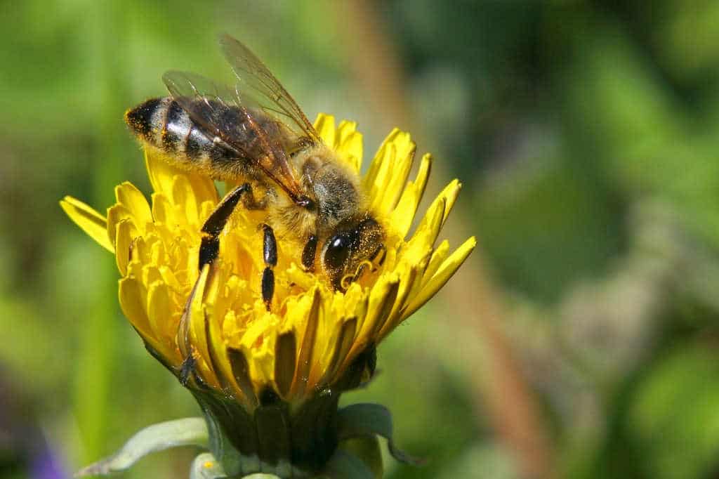 abeille noire et orange