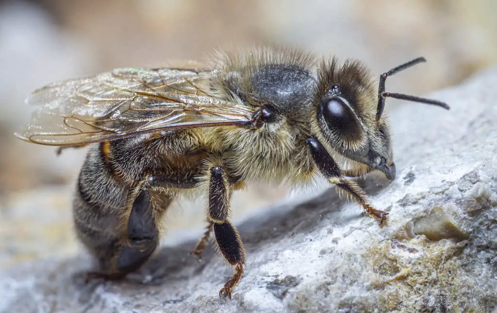 abeille noire sauvage