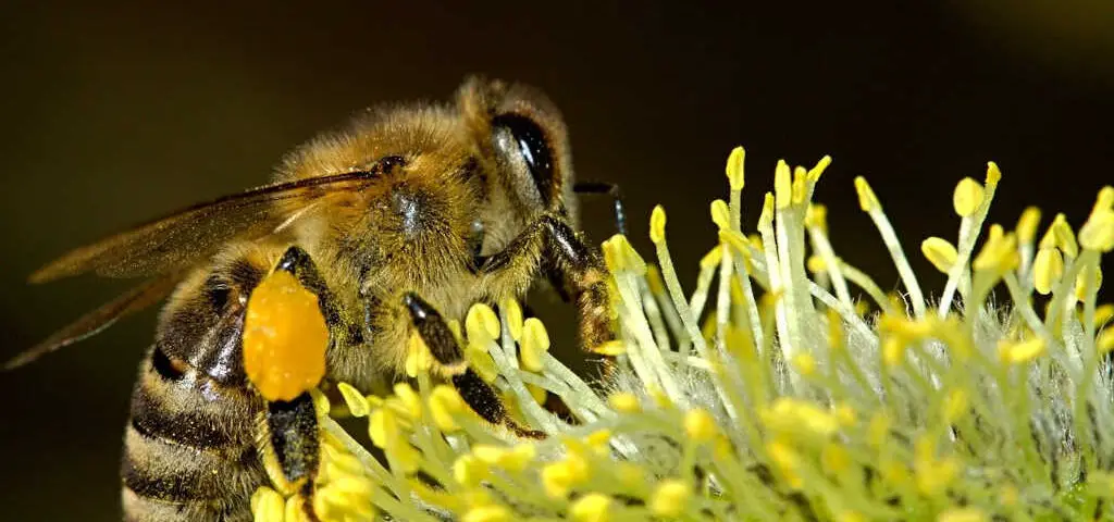 grosse abeille noire et jaune