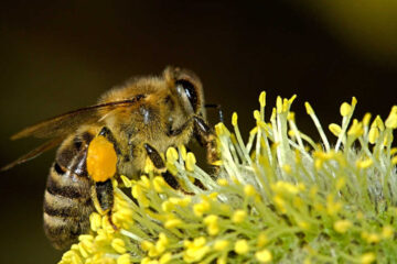 grosse abeille noire et jaune
