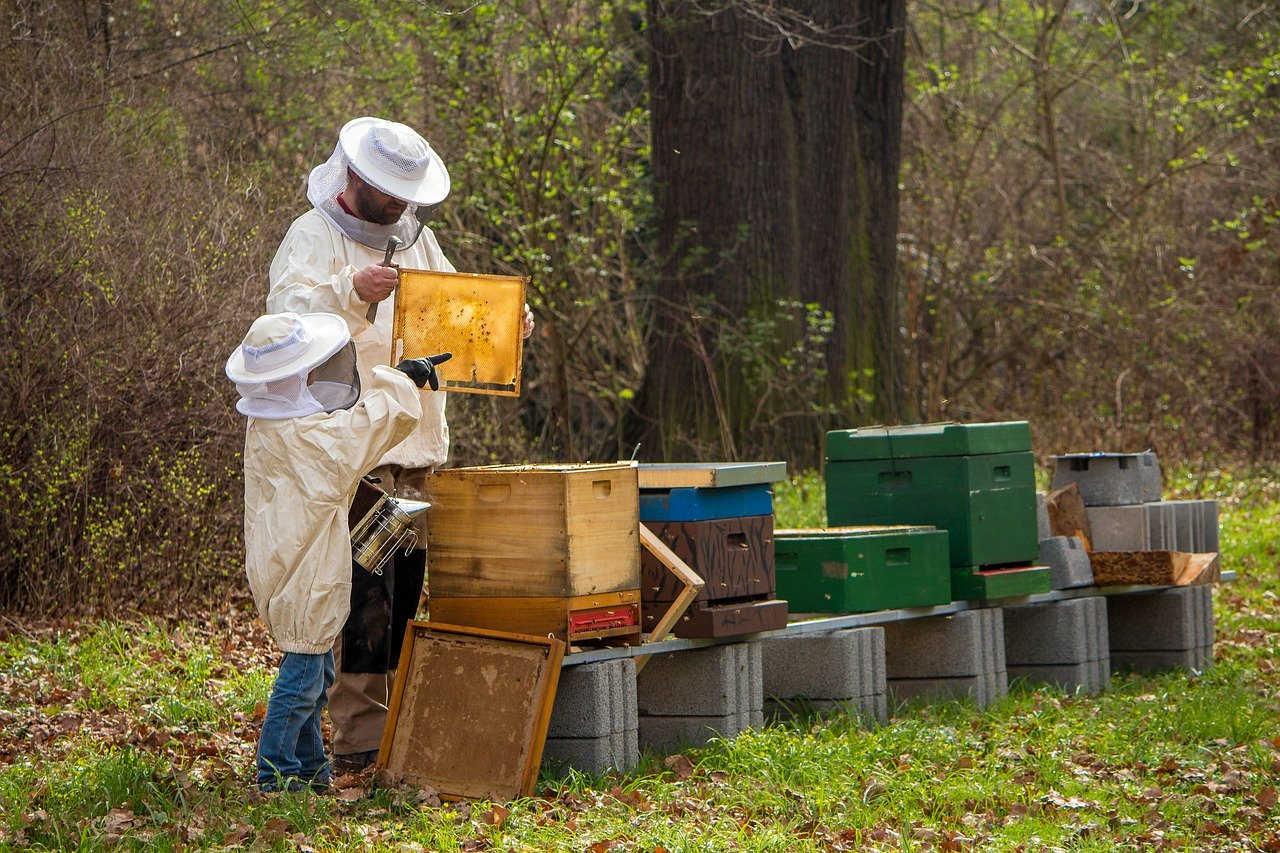 l abeille noire et l'apiculteur