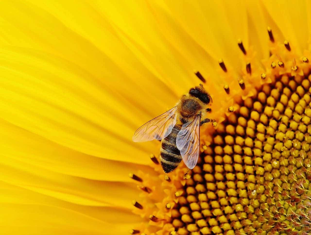 petite abeille noire