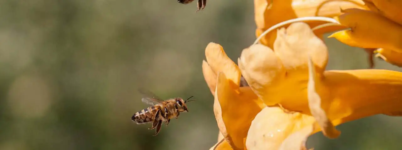 importance abeilles mellifères