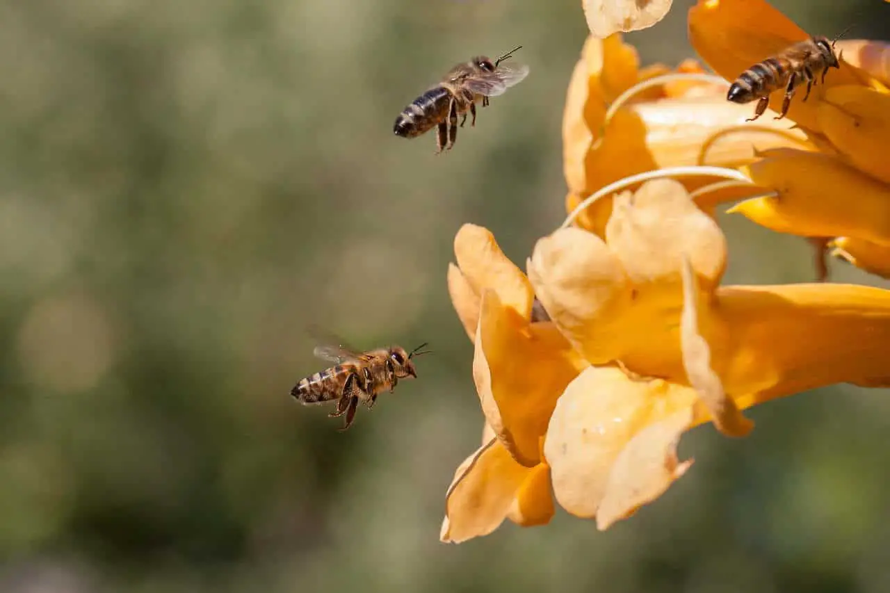 importance abeilles mellifères