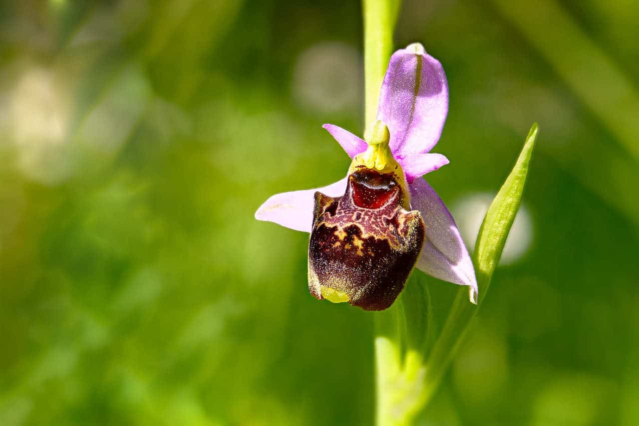 importance abeilles