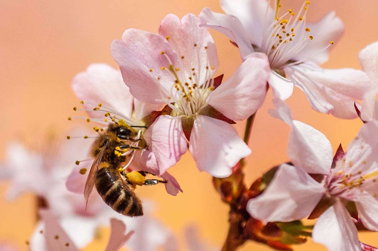 importance des abeilles pour l'homme