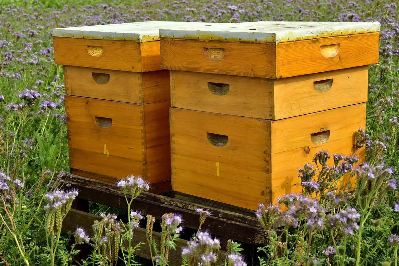 l'importance des abeilles